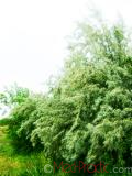 Փշատենի - Локус колистний - Elaeagnus  angustifolia