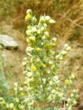 Օշինդր դառը - Полынь горькая - Artemisia absinthium L.