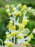 Օշինդր դառը - Полынь горькая - Artemisia absinthium L.