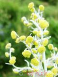 Օշինդր դառը - Полынь горькая - Artemisia absinthium L.