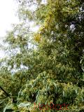 Փշատենի - Локус колистний - Elaeagnus  angustifolia