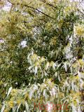 Փշատենի - Локус колистний - Elaeagnus  angustifolia