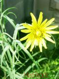 Քոշմորուք - Козлоборотник - Salsify