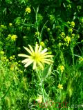 Քոշմորուք - Козлоборотник - Salsify
