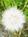 Քոշմորուք - Козлоборотник - Salsify