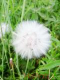 Քոշմորուք - Козлоборотник - Salsify
