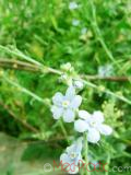 Անմոռուկ - Незабудка - Myosotis