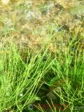 Ձիաձեթ դաշտային - Хвощ полевой - Equisetum arvense L.