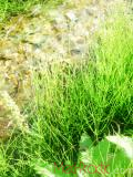 Ձիաձեթ դաշտային - Хвощ полевой - Equisetum arvense L.