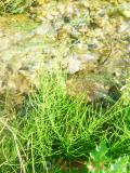 Ձիաձեթ դաշտային - Хвощ полевой - Equisetum arvense L.