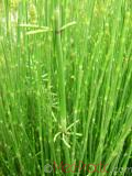 Ձիաձեթ դաշտային - Хвощ полевой - Equisetum arvense L.