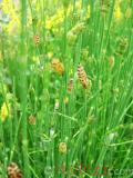 Ձիաձեթ դաշտային - Хвощ полевой - Equisetum arvense L.