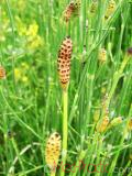 Ձիաձեթ դաշտային - Хвощ полевой - Equisetum arvense L.
