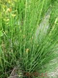 Ձիաձեթ դաշտային - Хвощ полевой - Equisetum arvense L.