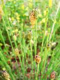 Ձիաձեթ դաշտային - Хвощ полевой - Equisetum arvense L.