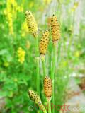 Ձիաձեթ դաշտային - Хвощ полевой - Equisetum arvense L.