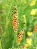 Ձիաձեթ դաշտային - Хвощ полевой - Equisetum arvense L.