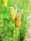Ձիաձեթ դաշտային - Хвощ полевой - Equisetum arvense L.