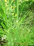 Ձիաձեթ դաշտային - Хвощ полевой - Equisetum arvense L.