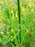 Ձիաձեթ դաշտային - Хвощ полевой - Equisetum arvense L.
