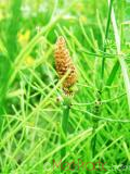 Ձիաձեթ դաշտային - Хвощ полевой - Equisetum arvense L.