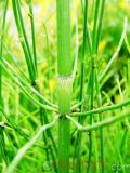 Ձիաձեթ դաշտային - Хвощ полевой - Equisetum arvense L.
