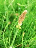 Ձիաձեթ դաշտային - Хвощ полевой - Equisetum arvense L.