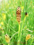 Ձիաձեթ դաշտային - Хвощ полевой - Equisetum arvense L.