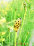 Ձիաձեթ դաշտային - Хвощ полевой - Equisetum arvense L.