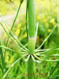Ձիաձեթ դաշտային - Хвощ полевой - Equisetum arvense L.