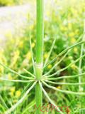 Ձիաձեթ դաշտային - Хвощ полевой - Equisetum arvense L.