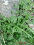 Փիսիկխոտ - Котовник кошачий - Nepeta cataria