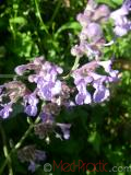 Փիսիկխոտ - Котовник кошачий - Nepeta cataria