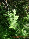 Փիսիկխոտ - Котовник кошачий - Nepeta cataria