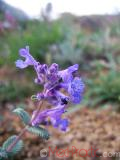 Փիսիկխոտ - Котовник кошачий - Nepeta cataria