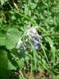 Փիսիկխոտ - Котовник кошачий - Nepeta cataria