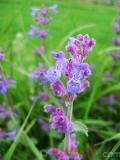 Փիսիկխոտ - Котовник кошачий - Nepeta cataria