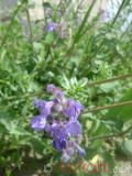 Փիսիկխոտ - Котовник кошачий - Nepeta cataria