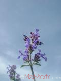 Փիսիկխոտ - Котовник кошачий - Nepeta cataria