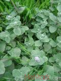 Փիսիկխոտ - Котовник кошачий - Nepeta cataria