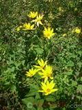 Գետնախնձոր - Топинамбур - Helianthus tuberosus