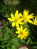 Գետնախնձոր - Топинамбур - Helianthus tuberosus