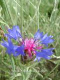 Տերեփուկ կապույտ - Василек синий - Centaurea cyanus L.