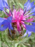 Տերեփուկ կապույտ - Василек синий - Centaurea cyanus L.
