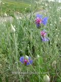 Տերեփուկ կապույտ - Василек синий - Centaurea cyanus L.