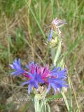 Տերեփուկ կապույտ - Василек синий - Centaurea cyanus L.