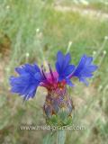 Տերեփուկ կապույտ - Василек синий - Centaurea cyanus L.