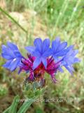 Տերեփուկ կապույտ - Василек синий - Centaurea cyanus L.