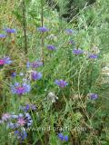 Տերեփուկ կապույտ - Василек синий - Centaurea cyanus L.
