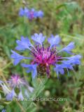 Տերեփուկ կապույտ - Василек синий - Centaurea cyanus L.